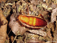 Drymaplaneta heydeniana