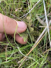 Pentagramma triangularis