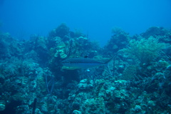 Scomberomorus regalis