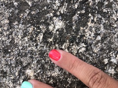 Eudiagogus episcopalis