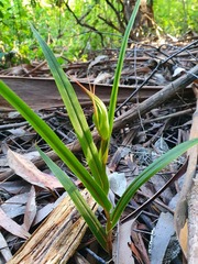 Pterostylis cardiostigma