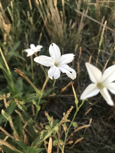 Nicotiana longiflora iNat (1)