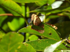Junonia zonalis