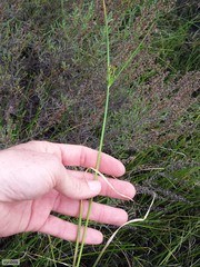 Cyperus sphaerospermus