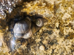 Littoraria pintado