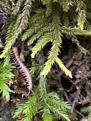 Nearctodesmidae