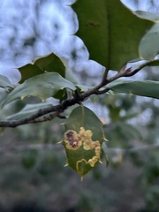 Phytomyza ilicicola
