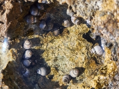 Littoraria pintado