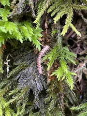 Nearctodesmidae