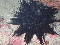 Centrostephanus rodgersii