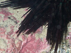 Centrostephanus rodgersii