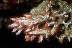 Salmacina australis