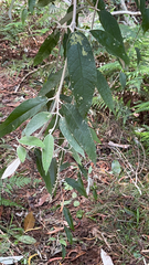 Buddleja madagascariensis