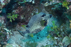 Lactophrys triqueter