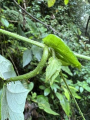 Passiflora eggersii