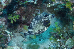 Lactophrys triqueter