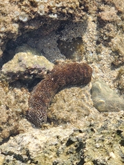 Actinopyga varians