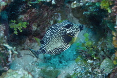 Lactophrys triqueter