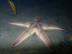 Astropecten polyacanthus