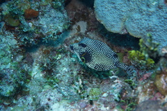 Lactophrys triqueter