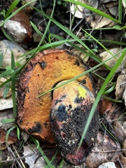 Suillellus amygdalinus