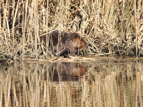 American Beaver photographed in South Carolina