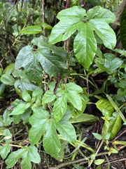 Passiflora adenopoda
