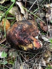 Suillellus amygdalinus