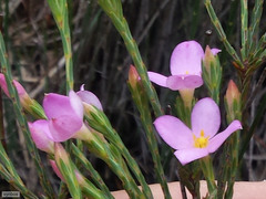 Lachnaea uniflora