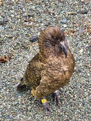 Nestor notabilis