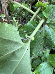 Passiflora adenopoda