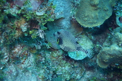 Lactophrys triqueter