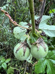 Passiflora adenopoda