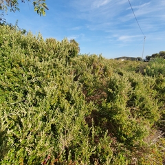 Rhagodia candolleana