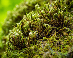 Leucodon andrewsianus