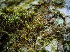 Leucodon andrewsianus