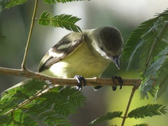 Camptostoma obsoletum