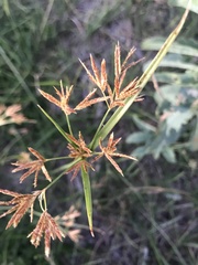 Poaceae