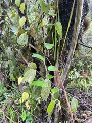 Decaloba