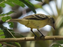 Camptostoma obsoletum