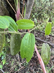 Decaloba