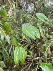 Decaloba