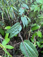 Decaloba