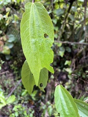 Decaloba