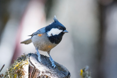 Periparus rufonuchalis