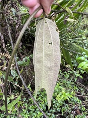Decaloba