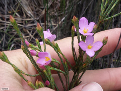 Lachnaea uniflora