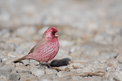 Carpodacus rubicilla
