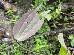Decaloba