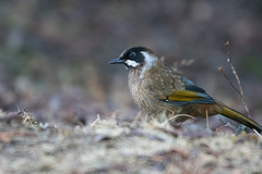 Trochalopteron affine